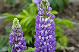 Lupin 'Gallery Blue' 